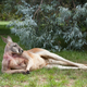 Illustration for article titled Junk food-crazed kangaroos will beat your ass if you dont give them Big Macs